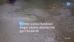 Pembe yunus balıkları doğal yaşam alanlarına geri bırakıldı